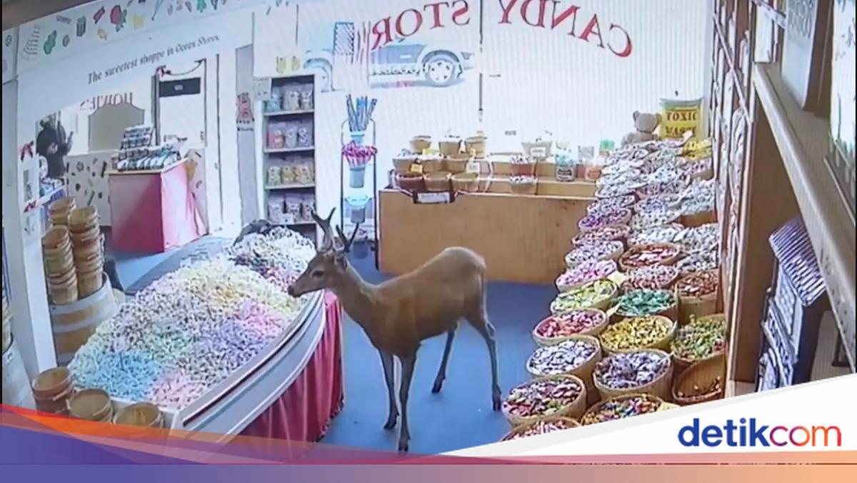 Gemas! Seekor Rusa Masuk ke Toko Permen, Melihat-lihat Seolah Mau Beli