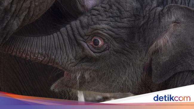 Hore! Bayi Gajah Sumatera Lahir di TN Way Kambas