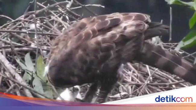 Anak 'Garuda' Menetas di Gunung Gede Pangrango Bertambah Jadi 3 Ekor