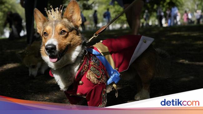 Parade Anjing Corgi Kenang Satu Tahun Kepergian Ratu Elizabeth II