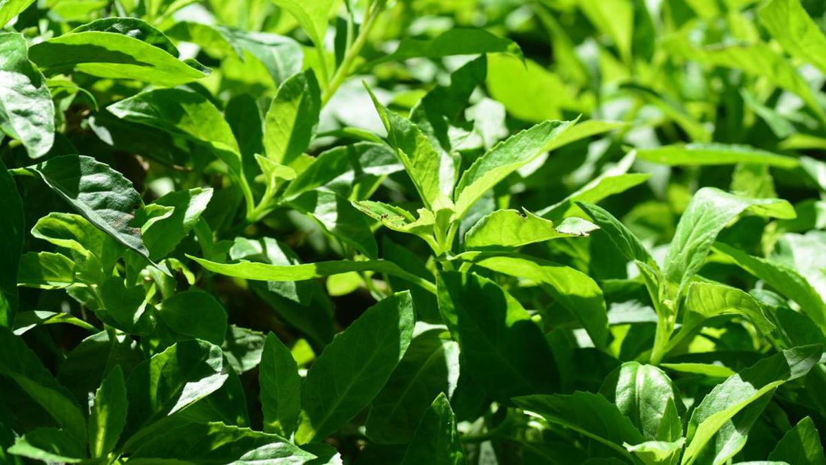 7 Manfaat Daun Sambung Nyawa, Herbal Serbaguna untuk Kesehatan Tubuh