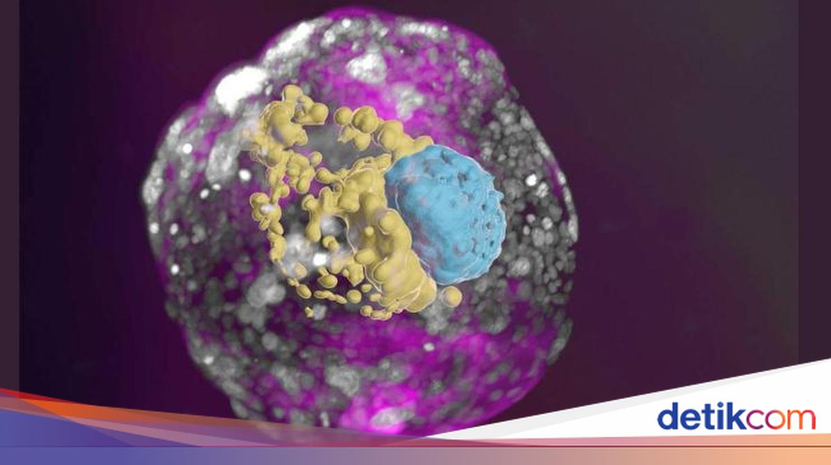 Pertama Kalinya Model Embrio Manusia Dikembangkan di Lab