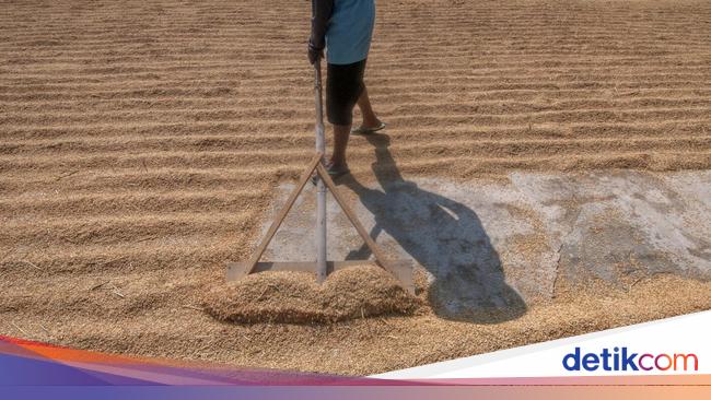 Gabah Petani di Majalengka hingga Subang Dipastikan Dibeli Rp 6.500/Kg