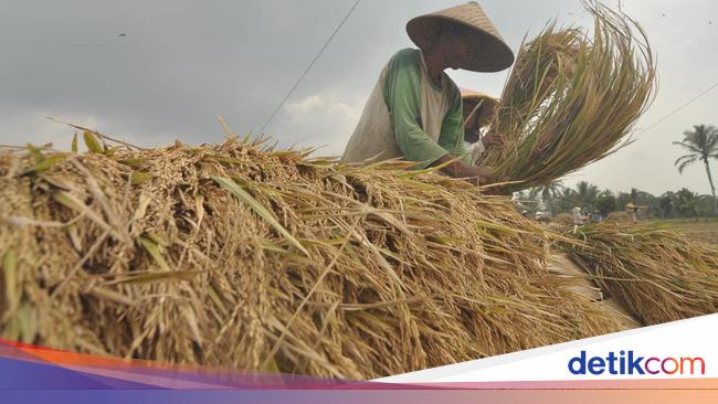 Pendapatan Petani Kecil Dinilai Tak Adil, Kementan Mau Lakukan Ini