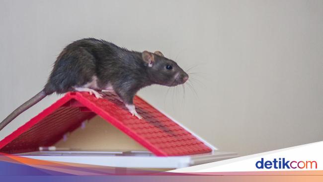 Kencing Tikus Bisa Sebabkan Banyak Penyakit, Begini Cara Membersihkannya