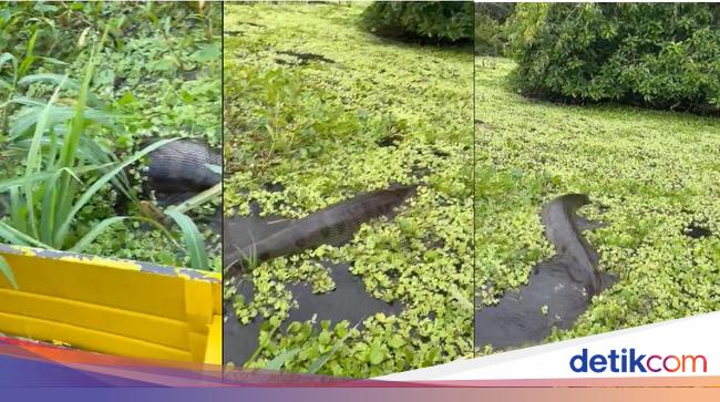 Terrifying Encounter: Massive Anaconda Caught on Camera in Jakarta
