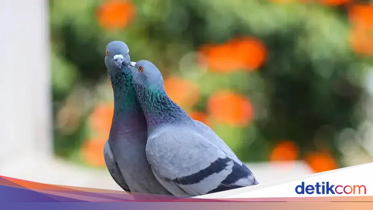 Menangkap Burung? Ini Lho