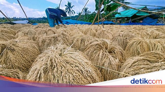 Lahan Sawah Makin Susut, Produksi Beras RI Turun 760 Ribu Ton