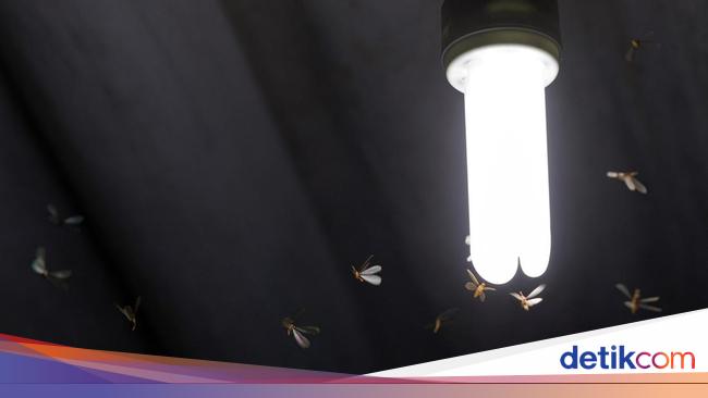 Why do insects like light and emit light? It turns out that this is the truth