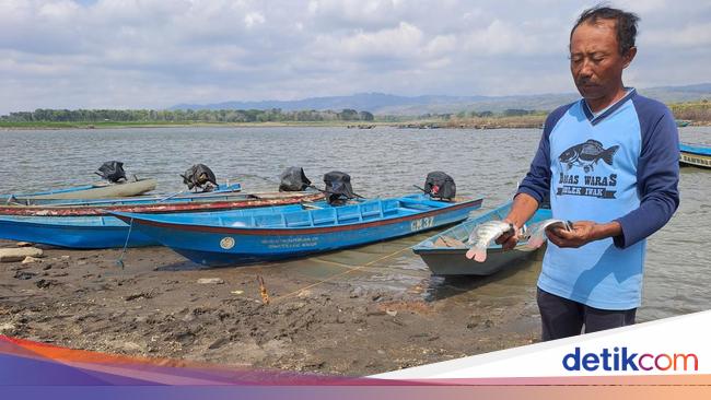 Waduk Gajah Mungkur Wonogiri Surut, Waktunya Nelayan Panen Ikan