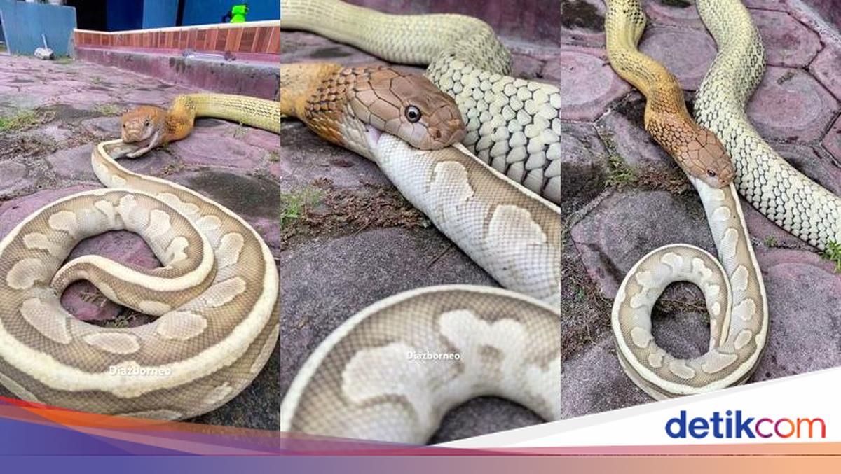 King Kobra Telan Utuh Piton di Kalimantan Bikin Netizen Dunia Tercengang