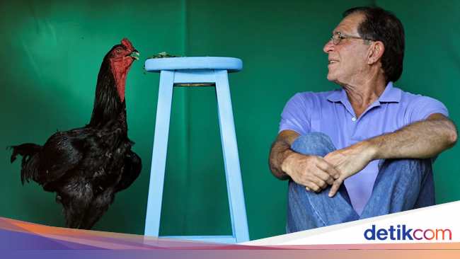 Wujud Ayam Raksasa Di Brasil Yang Tingginya Mencapai 1 2 Meter Wujud Ayam Raksasa Di Brasil Yang Tingginya Mencapai 1 2 Meter