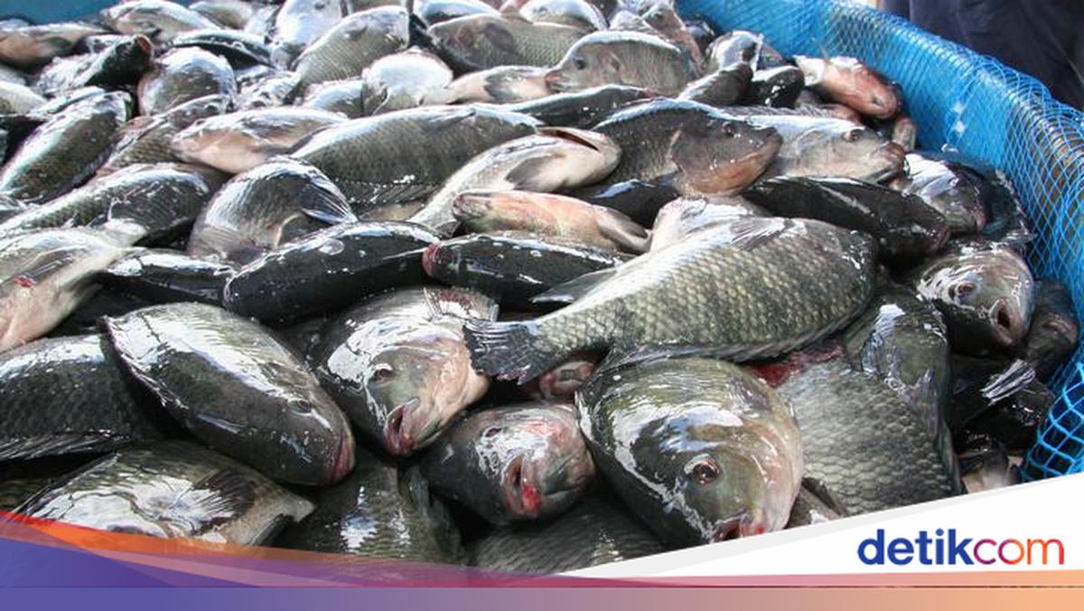 Jurus KKP Genjot Ekspor Fillet Ikan Nila ke AS hingga Jepang