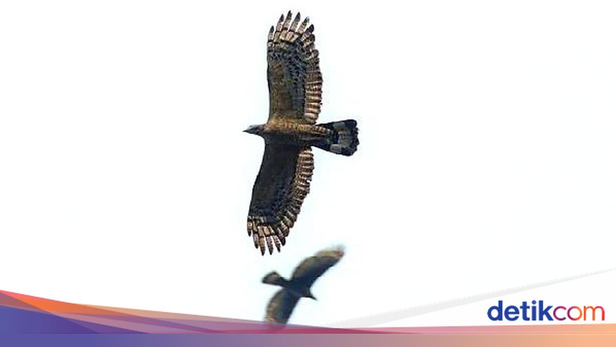 Kala Burung Raptor yang Bermigrasi Hiasi Langit Sanggabuana