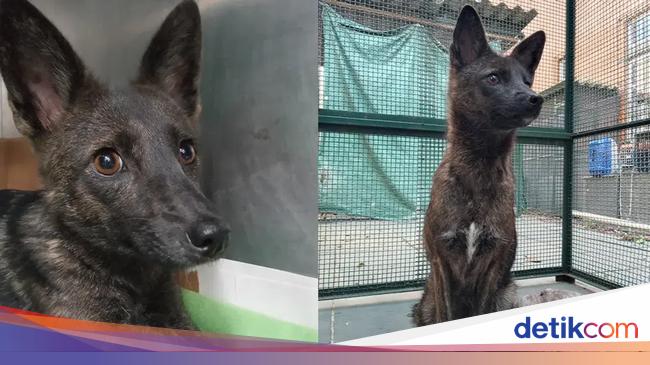 Genetik Anjing Tak Biasa yang Mengejutkan Ilmuwan