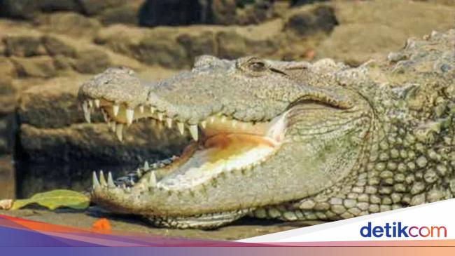 Crocodile Behavior Study Reveals Surprising Findings: Empathy and Advanced Cognitive Abilities