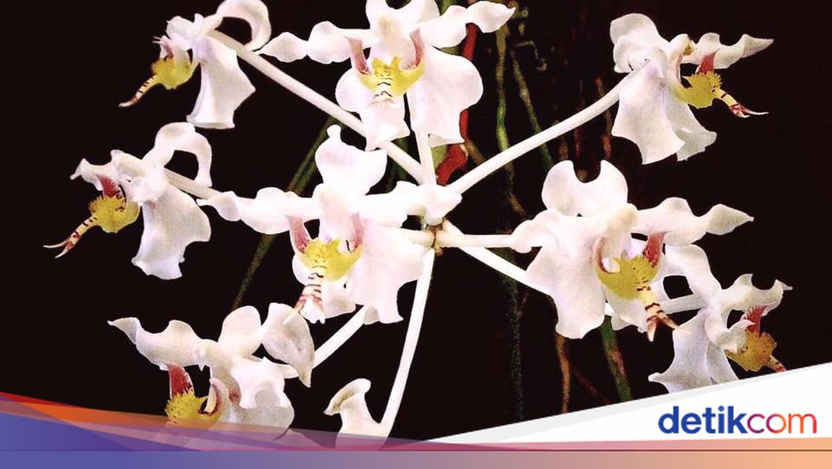 Hari Cinta Puspa dan Satwa 5 November, Simak Cara Merayakannya