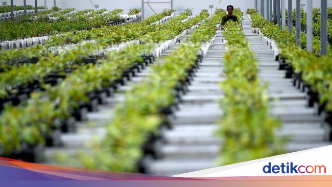 5 Persemaian Bibit Skala Besar Siap Dukung Rehabilitasi Hutan &amp; Lahan