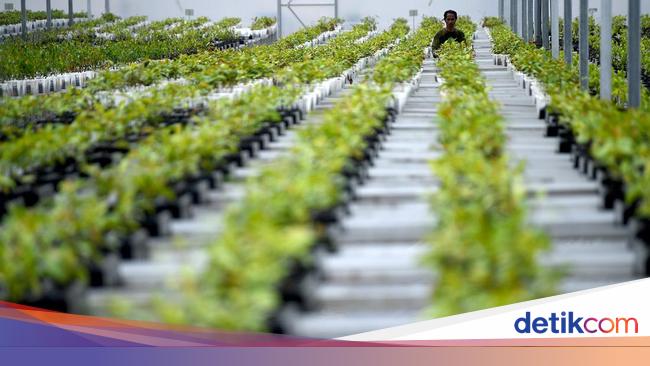 Jokowi Wajibkan Perusahaan Tambang Bikin Fasilitas Persemaian
