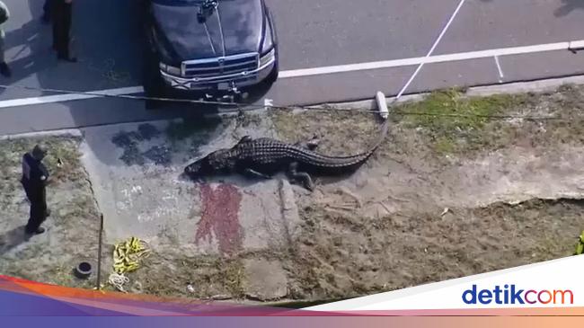 Alligator Found Dragging Human Corpse in Florida Park: Shocking Incident