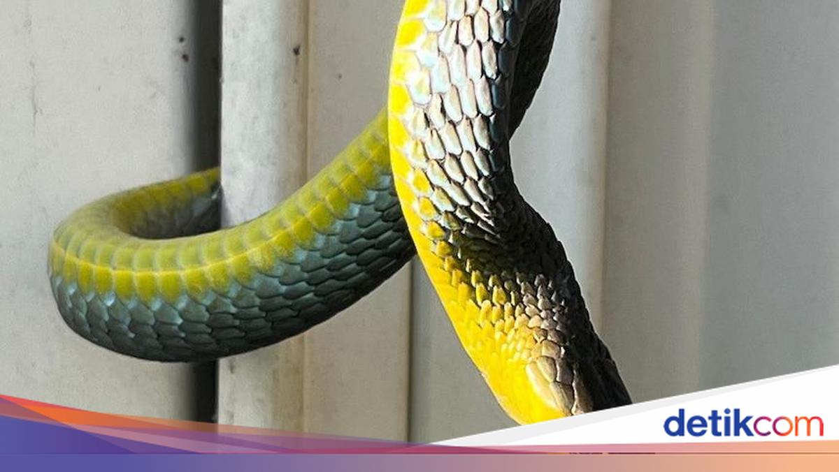 Hukum Membunuh Ular dalam Islam, Ini 2 Jenis Ular yang Harus Dibunuh