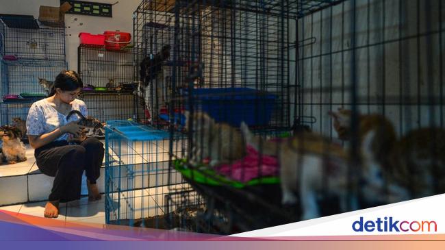 'BPJS Hewan' Masih Jadi Wacana, Pemerintah Diminta Lebih Perhatikan Pekerja