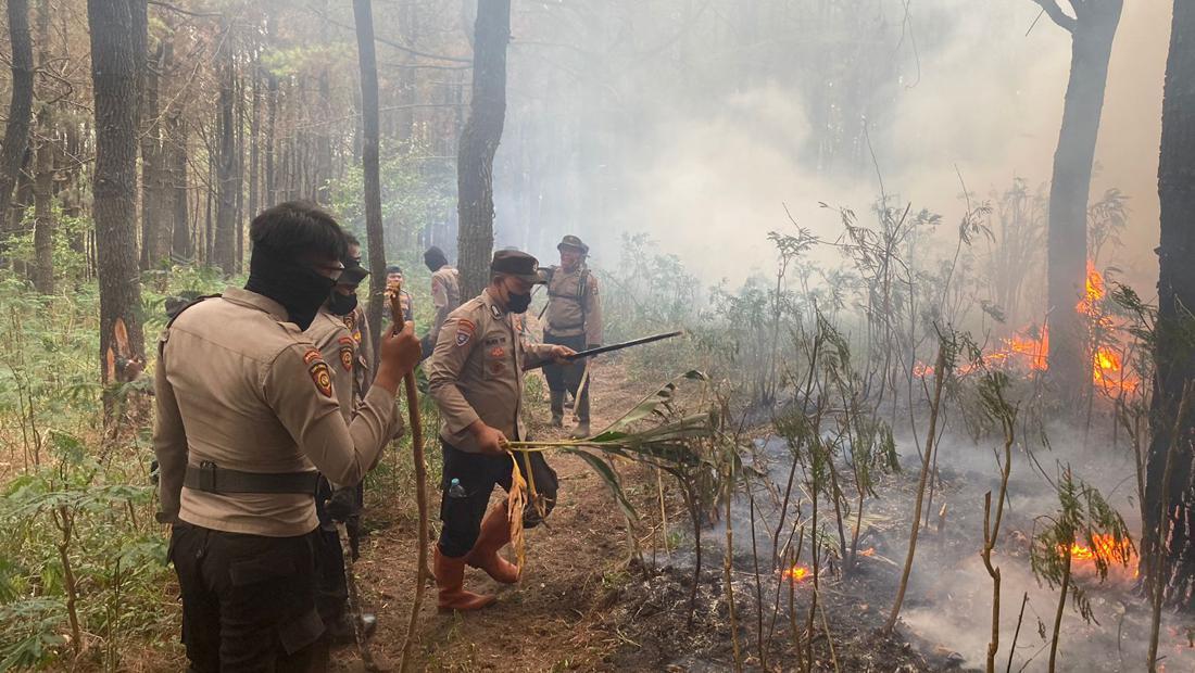 Kebakaran Hutan Gunung Lawu Di Ngawi Capai 600 Hektare