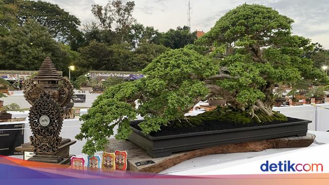 Ribuan Bonsai Unjuk Gigi di Denpasar, Bonsai Termahal