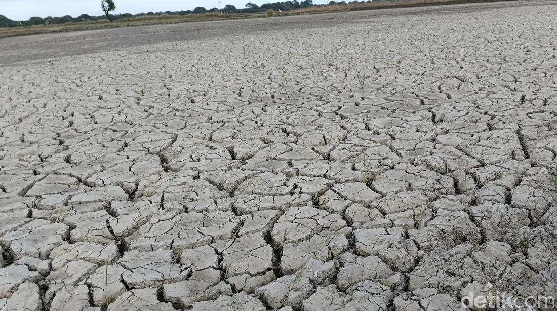 Dahiat Kekeringan Di NTT: Minum Air Dari Batang Pisang-Harga Beras Mencekik