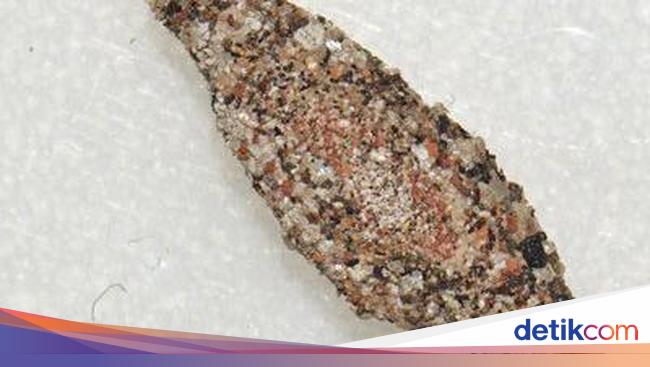 Kamar Insect Bisa Bikin Gatal-gatal, Ini Penyebab dan Cara Basmi Kamitetep