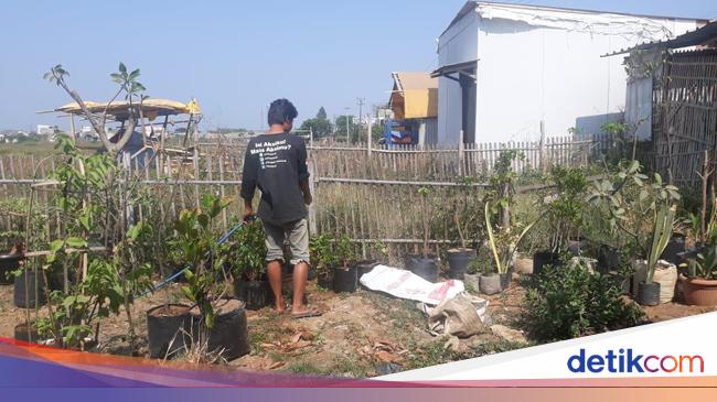 How the Long Drought in Jakarta is Affecting Ornamental Plant Traders