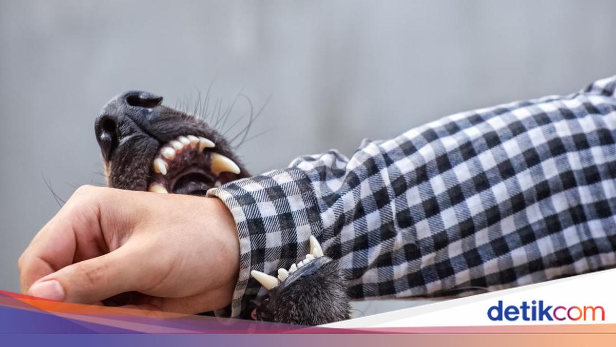 Digigit Anjing? Ini 10