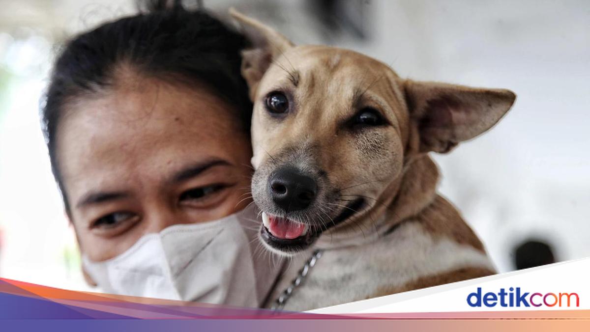 Dulu Liar, Studi Temukan Anjing Jinakkan Diri Mereka Sendiri gegara ...