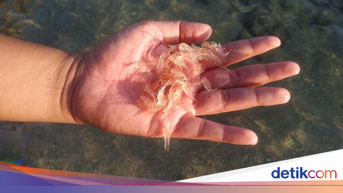 Penyelundupan 2 Juta Lebih Benur Berhasil Digagalkan, Nilainya Rp 368 ...