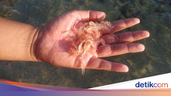 Penyelundupan 2 Juta Lebih Benur Berhasil Digagalkan, Nilainya Rp 368 Miliar