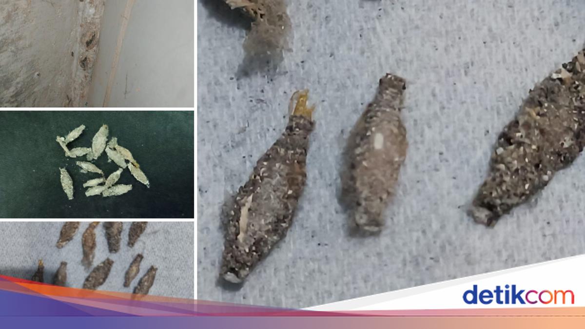 Kenapa Banyak Kamitetep di Rumah? Ini Penyebab dan Cara Membasminya