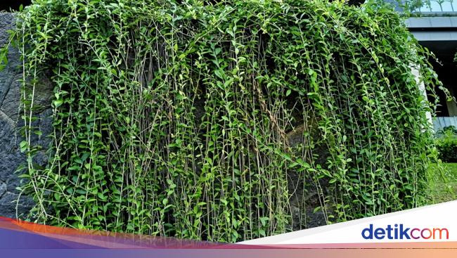 Seruni Rambat 6 Jenis Tanaman Rambat yang Cocok di Pagar, Bisa Beri Privasi Penghuni ...