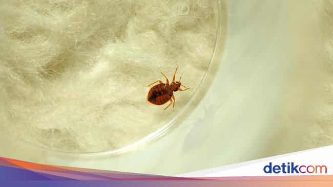 Apa Bisa Basmi Kutu Busuk Jika Kasur Dijemur? Ini Jawabannya