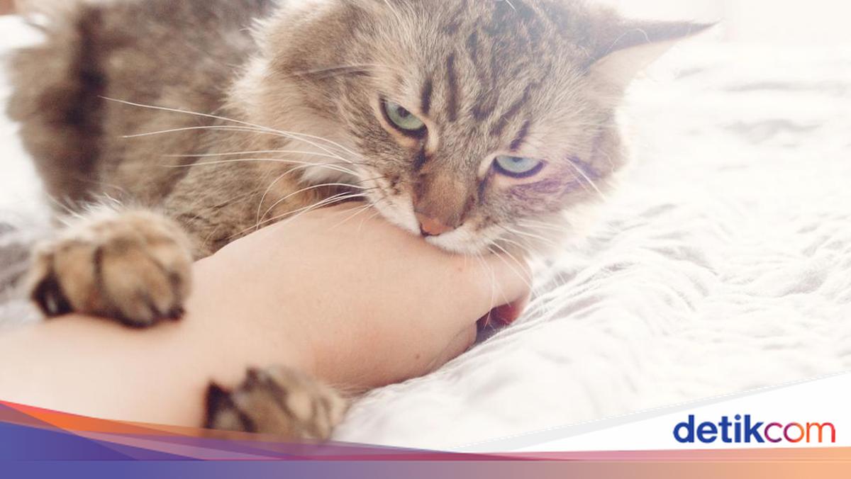 Jari Digigit Kucing, Jadi Refleksi Diri atau Peringatan?