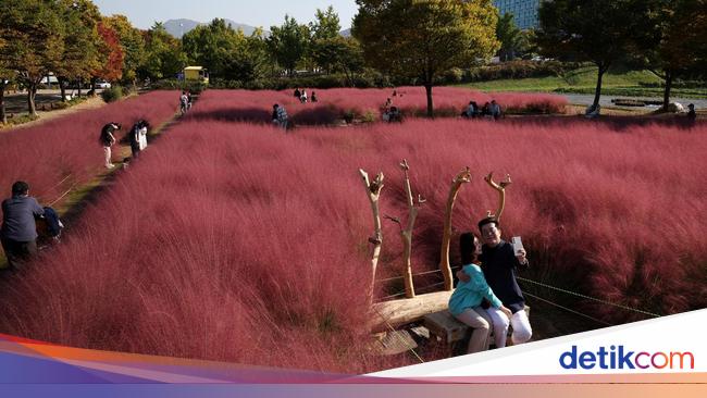 Indahnya Hamparan Rumput Pink di Korea Selatan