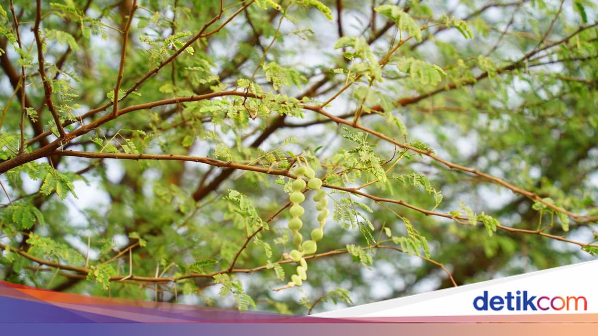 Kenali 4 Ciri Pohon Rawan Tumbang hingga Penyebabnya