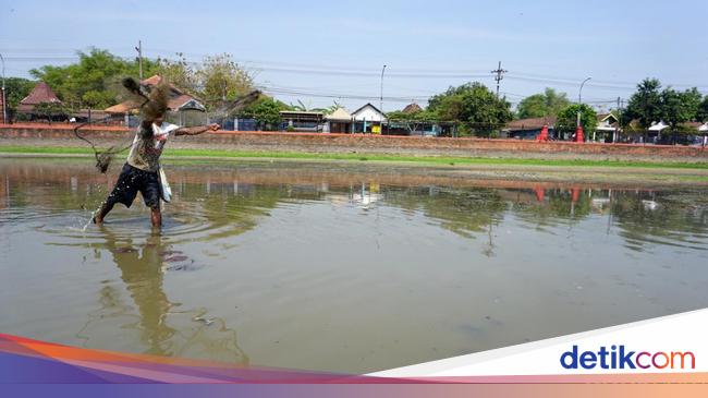 Kolam Segaran Warisan Majapahit yang Mengering Jadi Berkah Pencari Ikan
