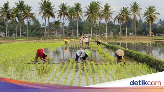 500 Ribu Ha Rawa Mau Disulap Jadi Sawah, buat Suplai Pangan ke IKN