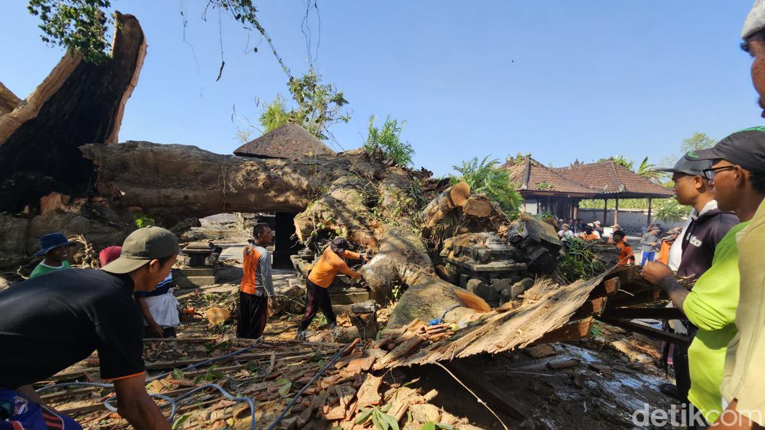 Pohon Kepah Ratusan Tahun Tumbang Timpa Pura Dalem Seluang, 15 ...