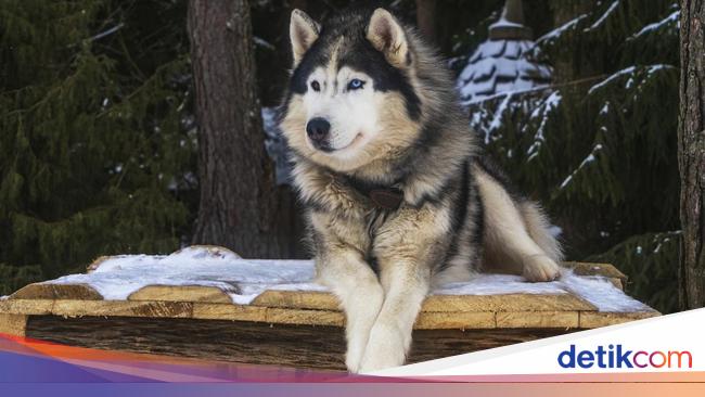 Fakta Menarik Alaskan Malamute, Anjing Besar Fluffy dan Huggable