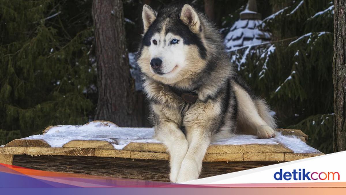 Viral Anjing Husky Berdarah Dibacok di Babelan Bekasi, Pelaku Dicari