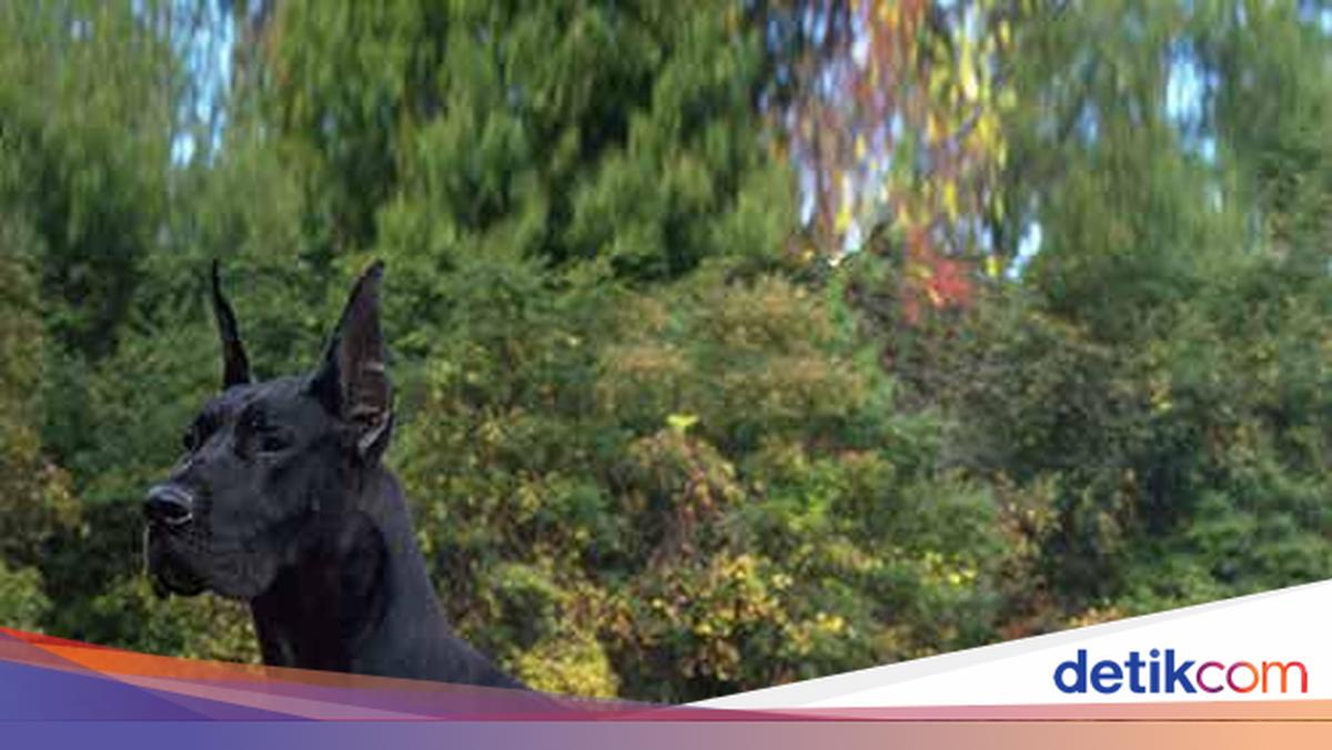 Pria Bawa Anjing Great Dane, Pramugari dan Penumpang Tertekan