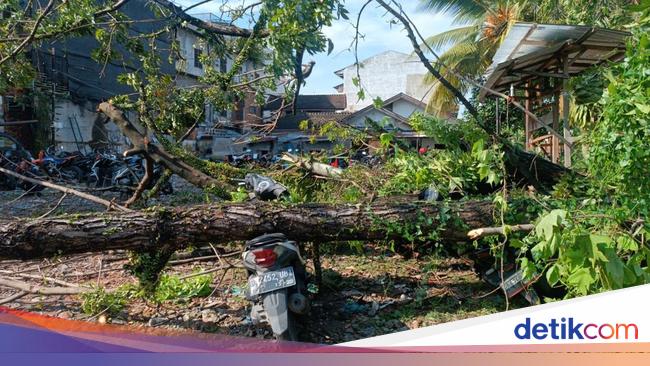 Diterpa Angin Kencang Pohon Tumbang Timpa Belasan Motor Warga Di Medan