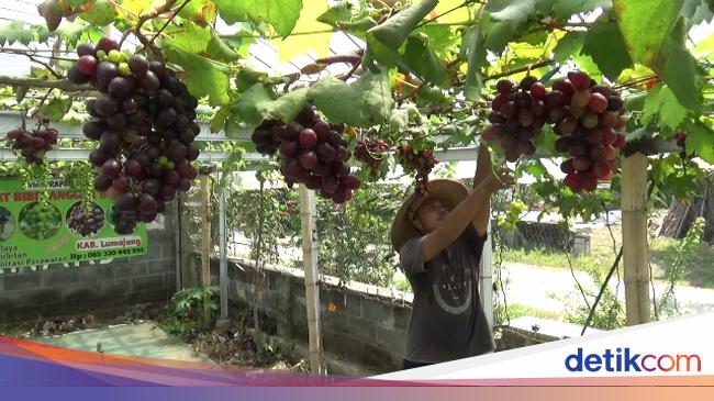 Warga Lumajang Raup Cuan Jutaan Dari Budidaya Anggur Di Halaman Rumah