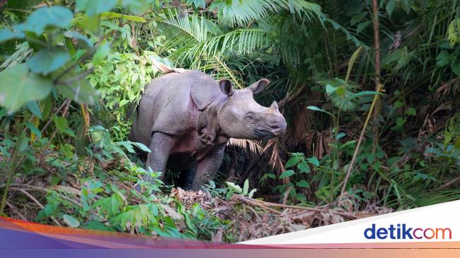 Badak Jawa Kondisinya Seperti Ini, Jumlahnya Tak Sampai 100